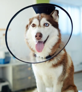 Husky with blue eyes wearing a protective recovery cone at a veterinary clinic