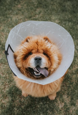 Fluffy Chow Chow wearing a protective recovery cone outdoors on grass