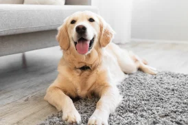 img-how-pet-drop-off-works
