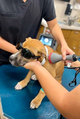 Veterinary staff applying a laser therapy device to a brindle dog's leg wearing protective goggles