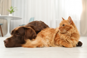 pet-ate-plastic-urgent-care