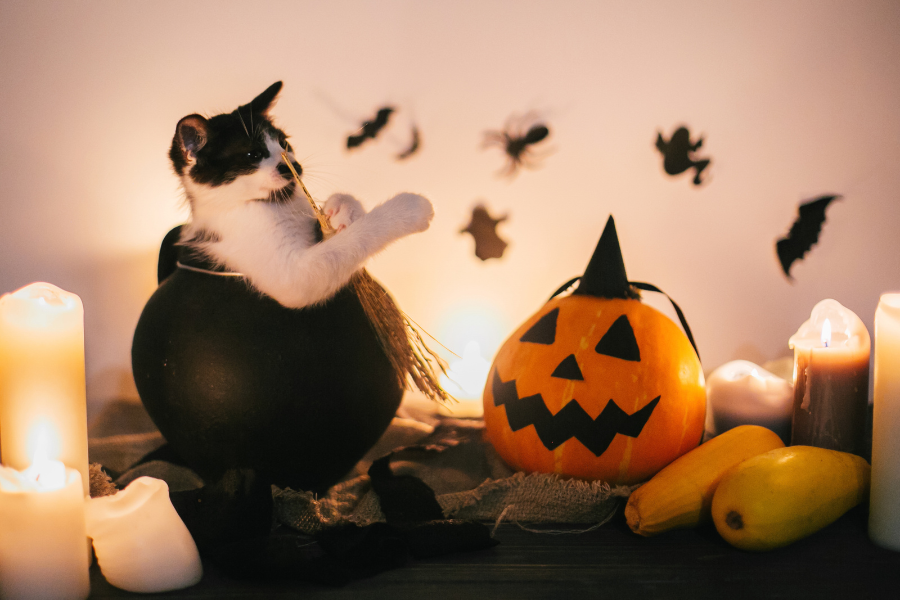 halloween-foods-toxic-to-pets